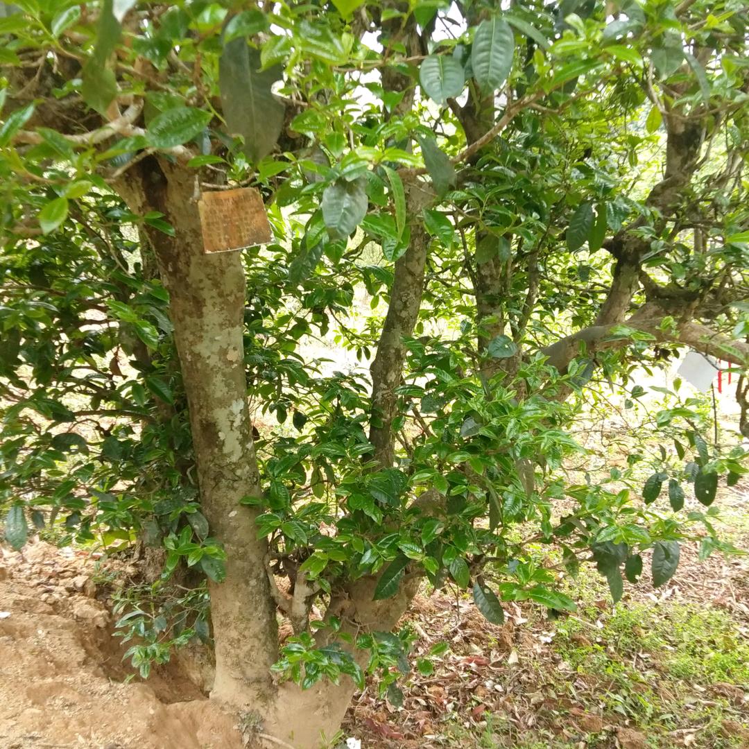 冰岛坝歪古荼乡！