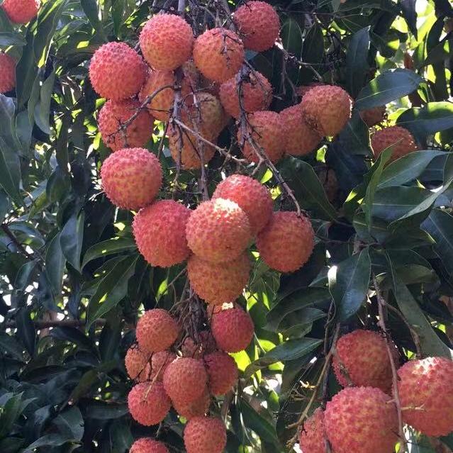 荔枝桂味老果农
