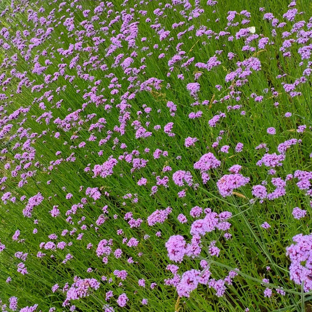 晓芳