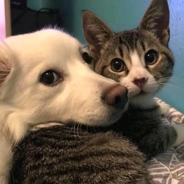 大毛大毛，吃饭不愁