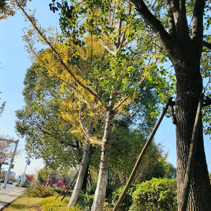 泰兴上海往返顺风车