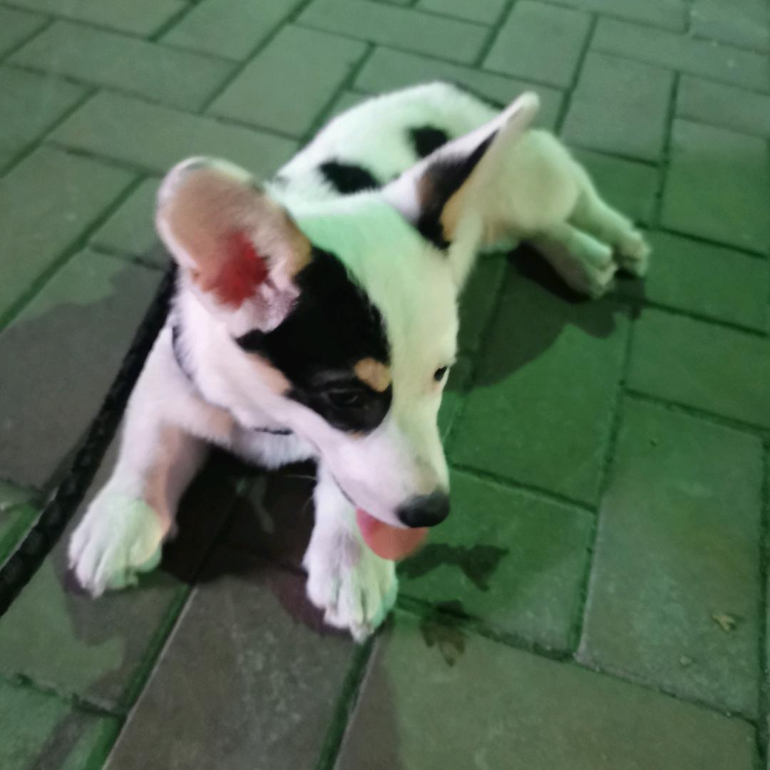 🌸双儿的万仔❤️