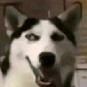 来自北方的哈士奇