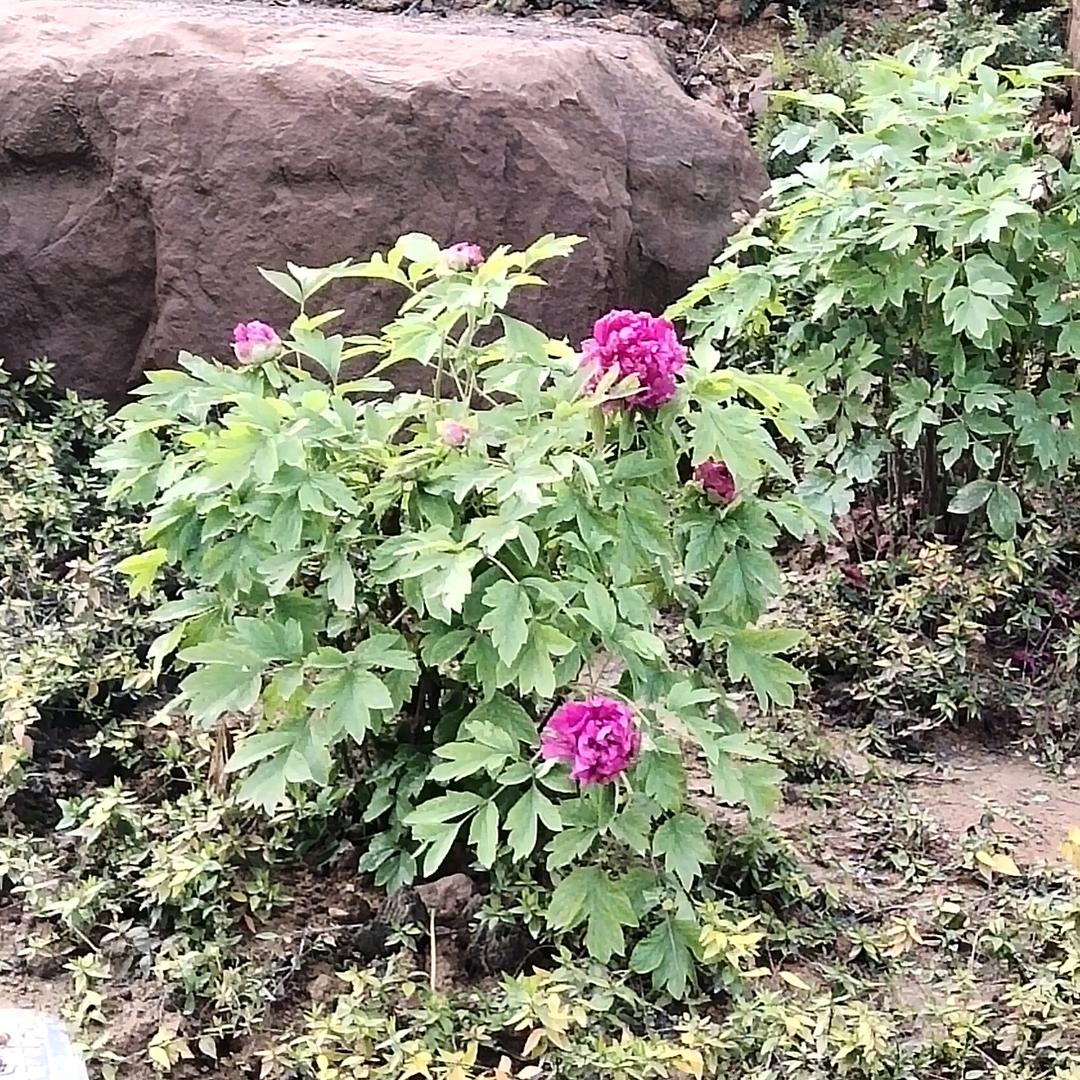 梅花