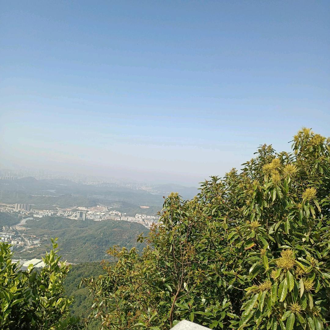 梦幻花园