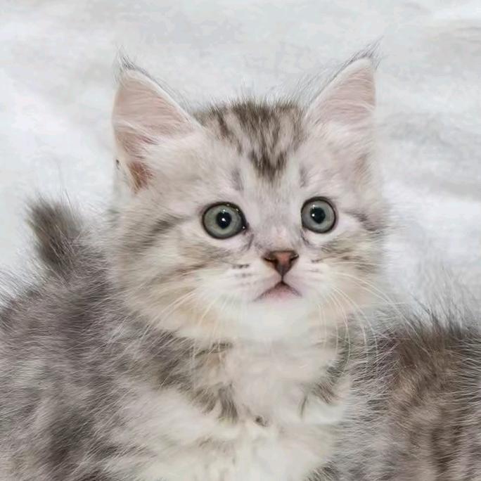 贝贝聊猫