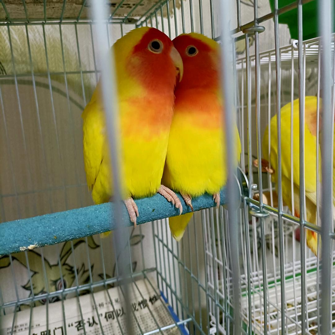 廊坊泽冉宠物服务