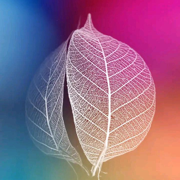 沫白，