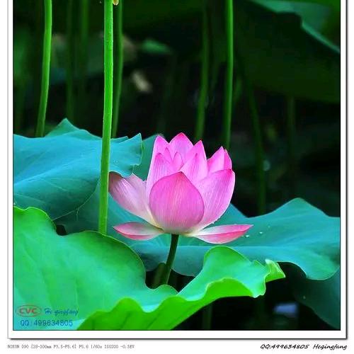 淤荷