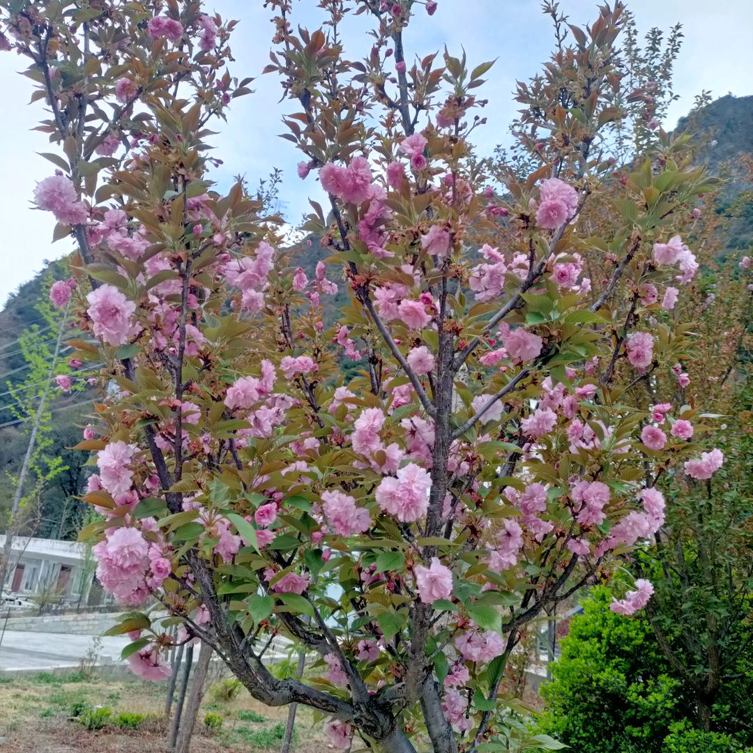 狼王