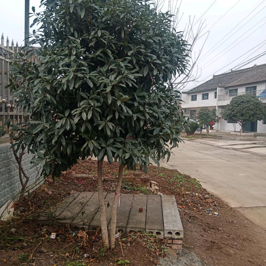 岁月如梦