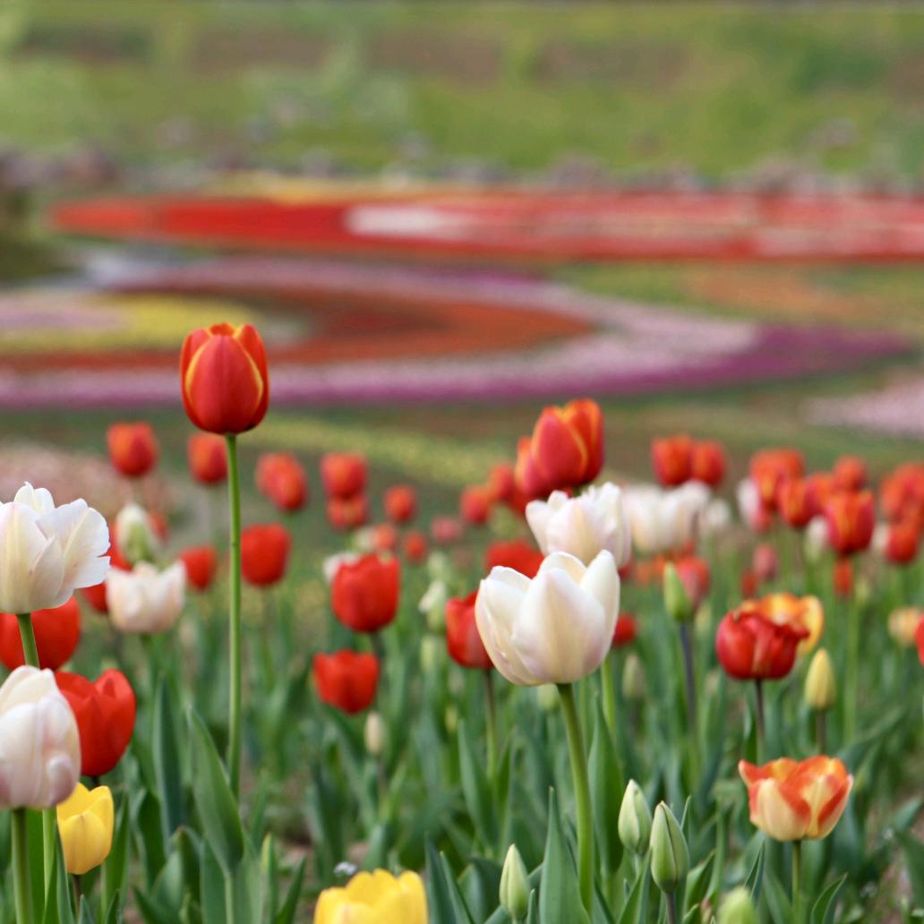 秦巴生态植物园