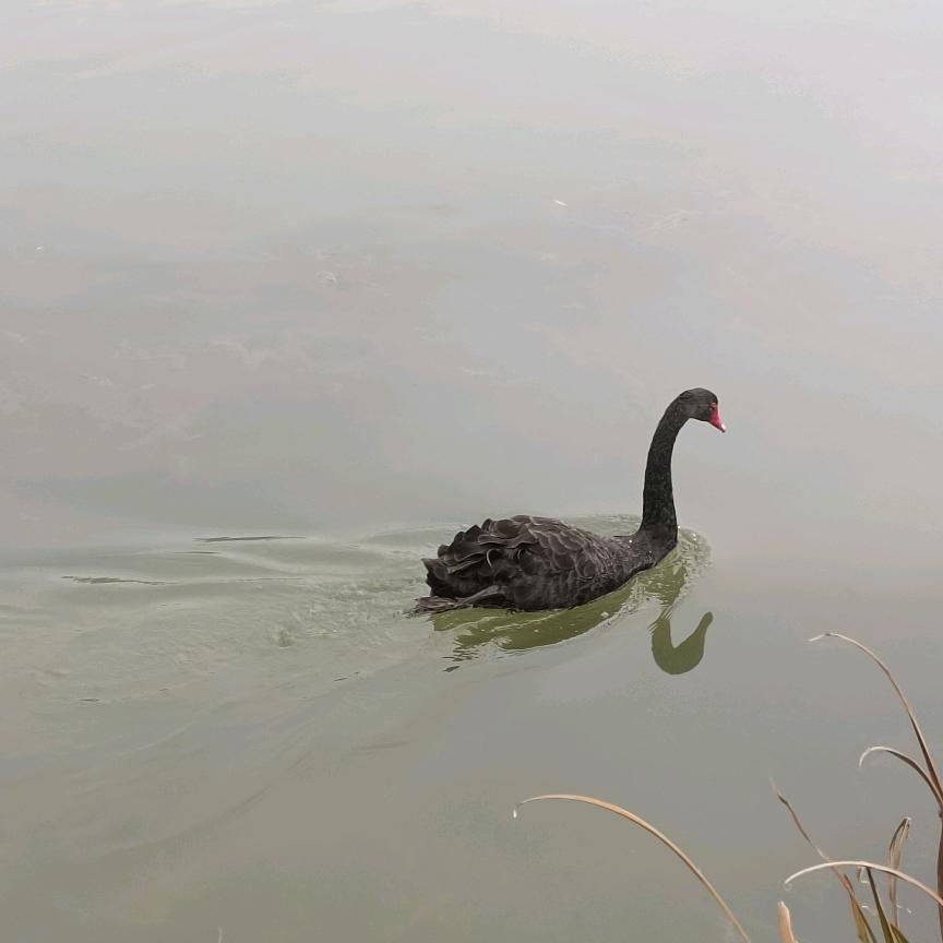 野狐粱粱上锛俩