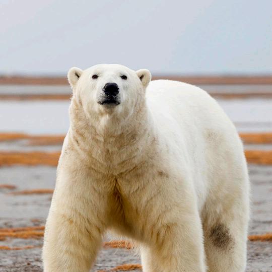 人老心不老，走路带小跑