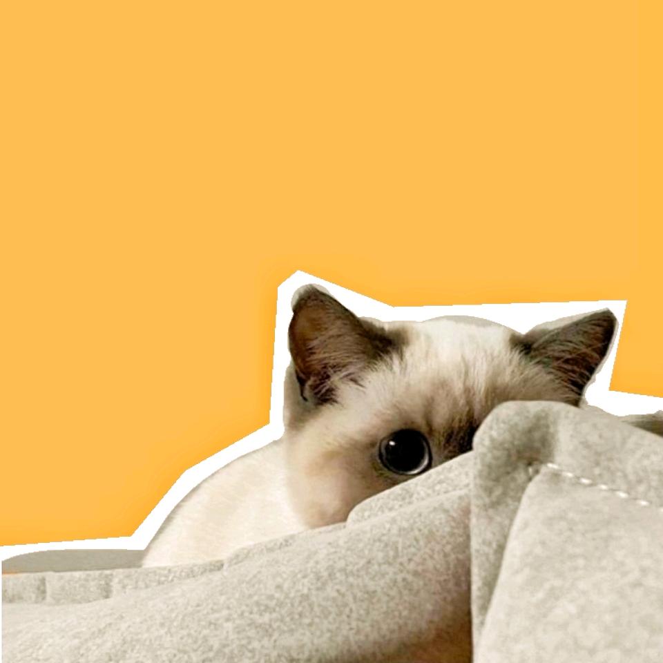 小车喇叭不响了