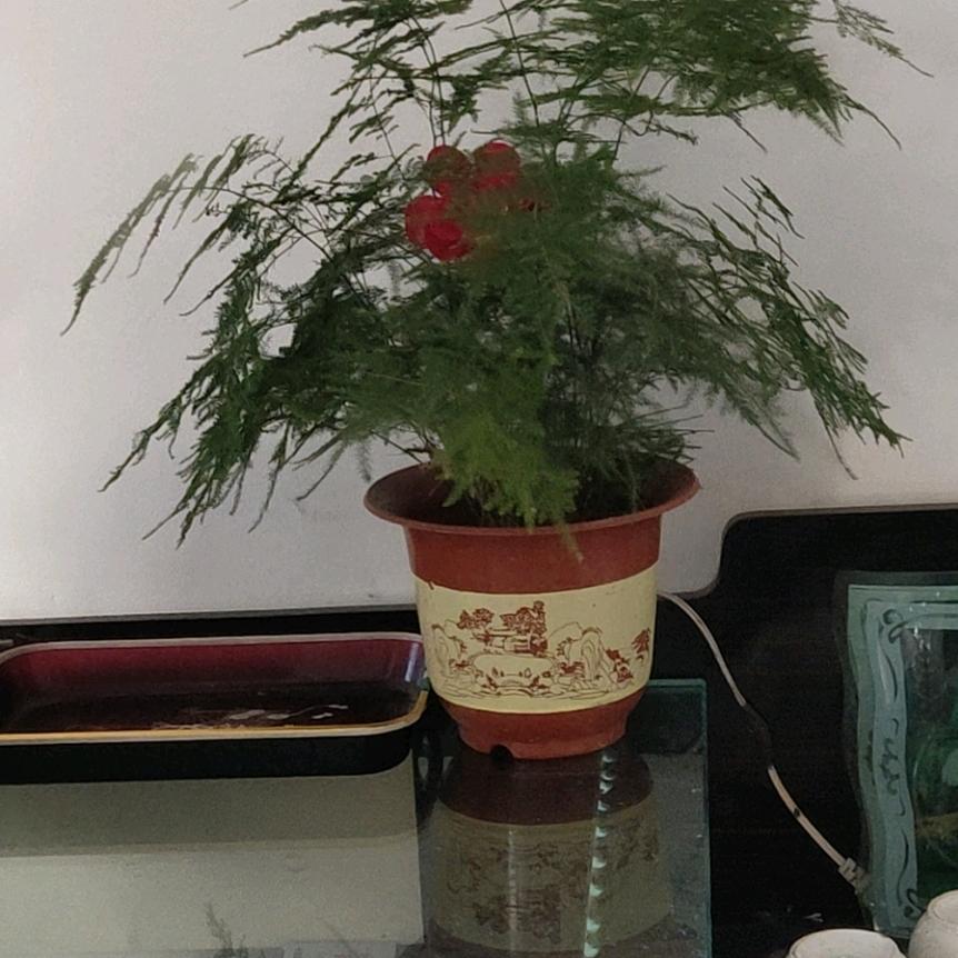 han   宝宝