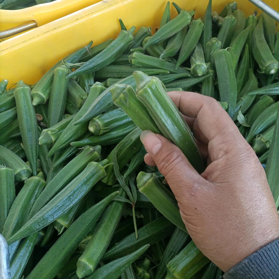 小伍哥