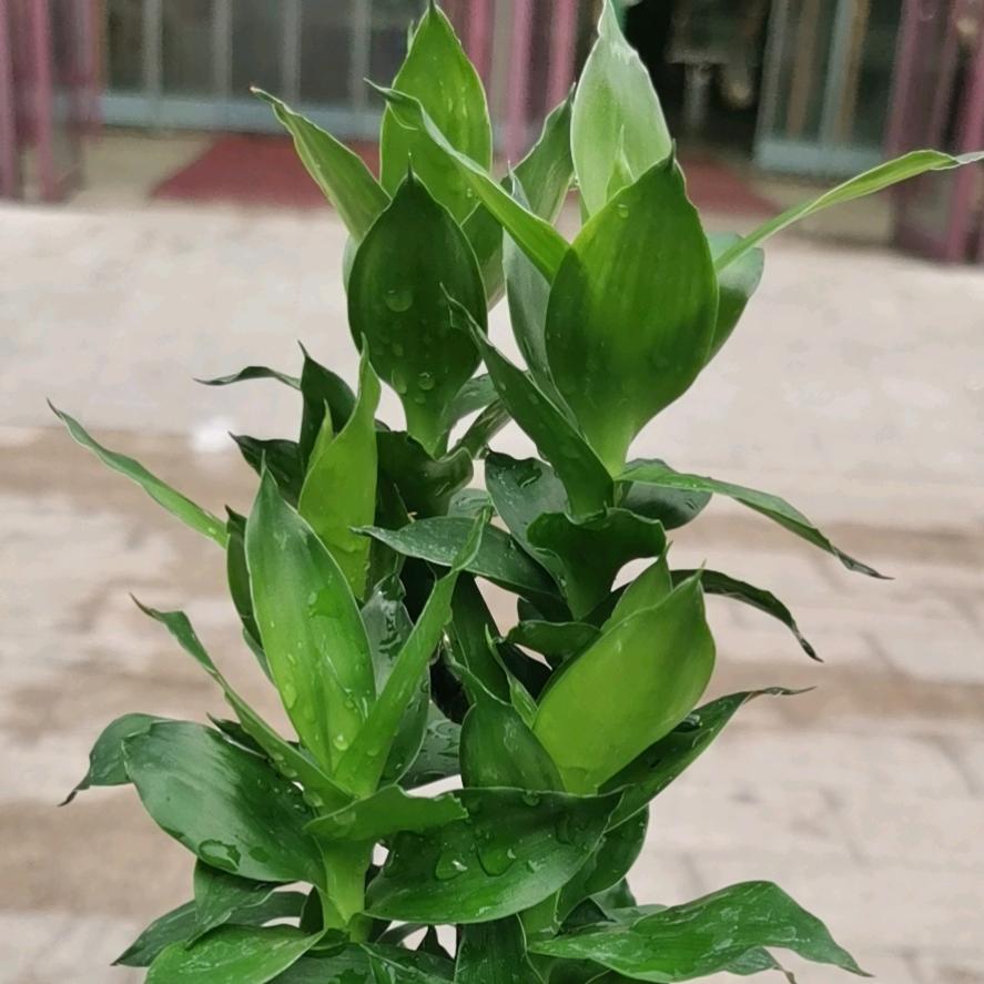 纳爱斯本地生活馆潍坊春江映人