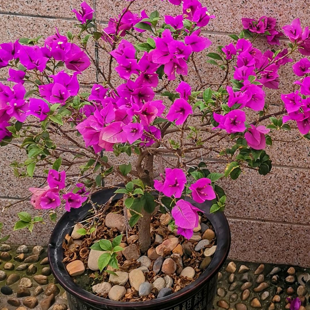 小李