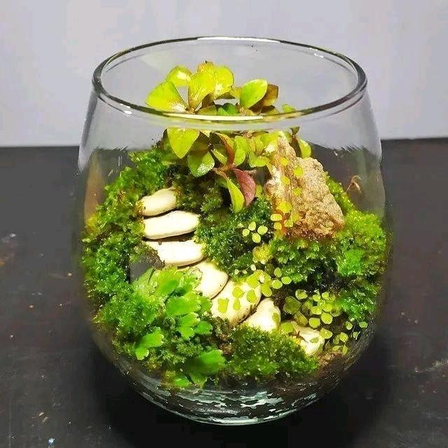 记哥盆景（小微品）
