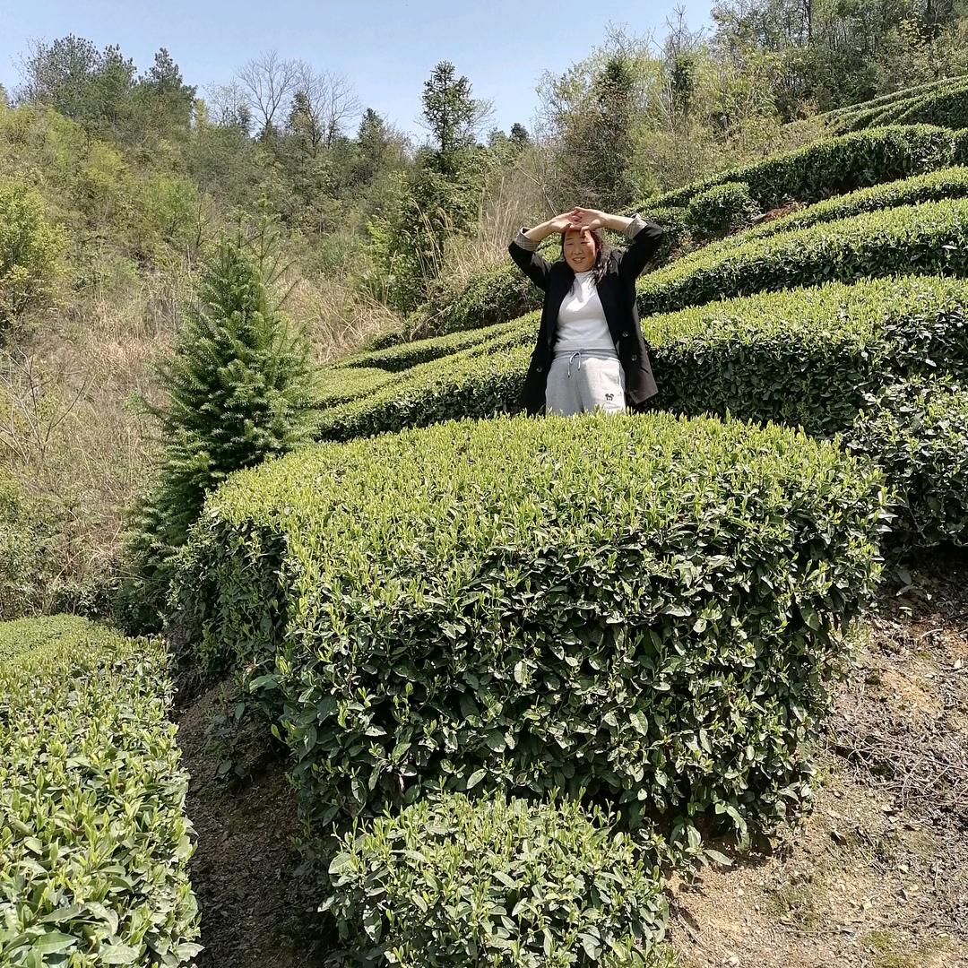 山茶妹《铜宝山云雾茶》