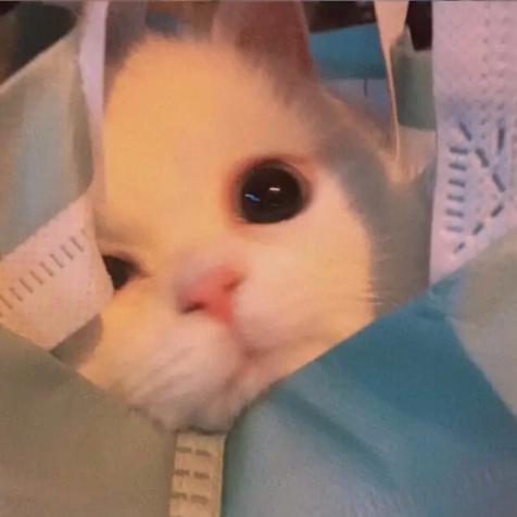 小白狼🍬