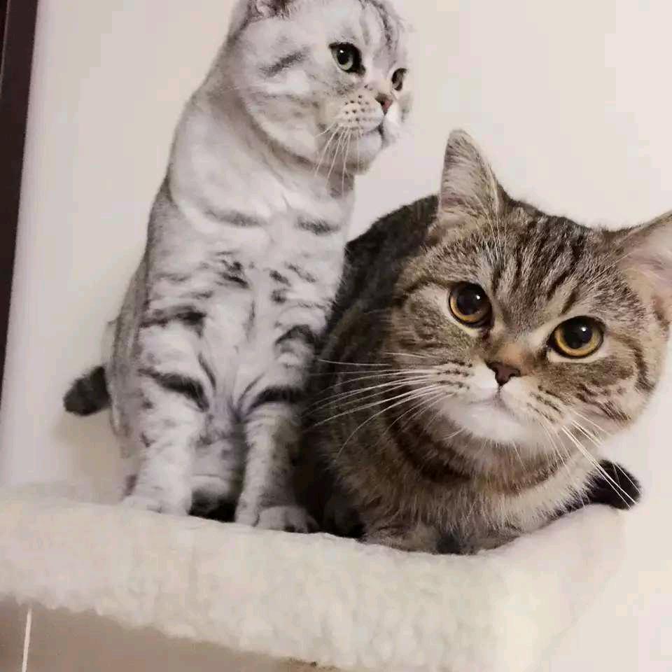 我家的老猫头像