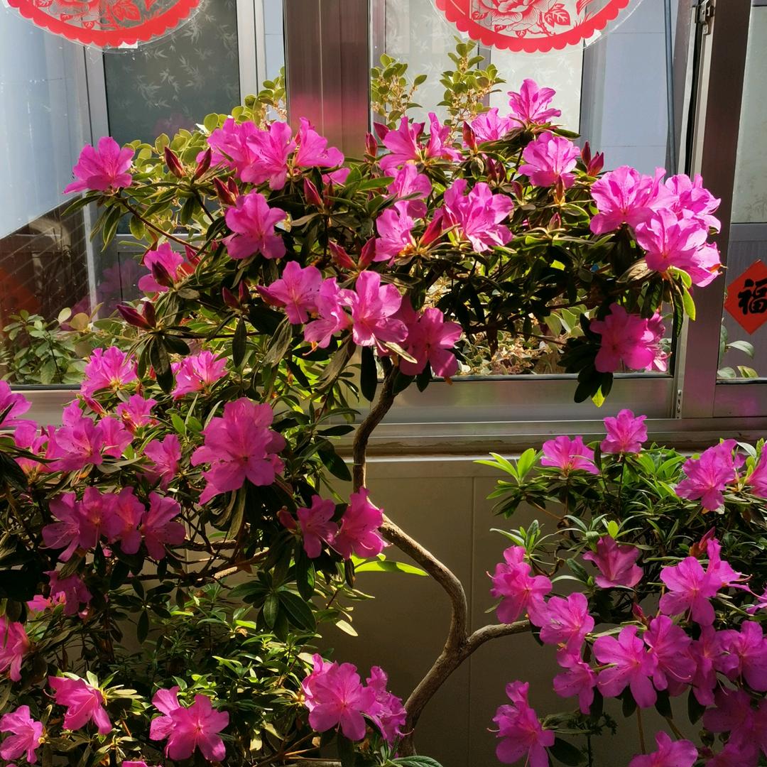 树智蔬菜清洗设备