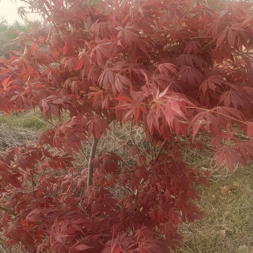 王光红