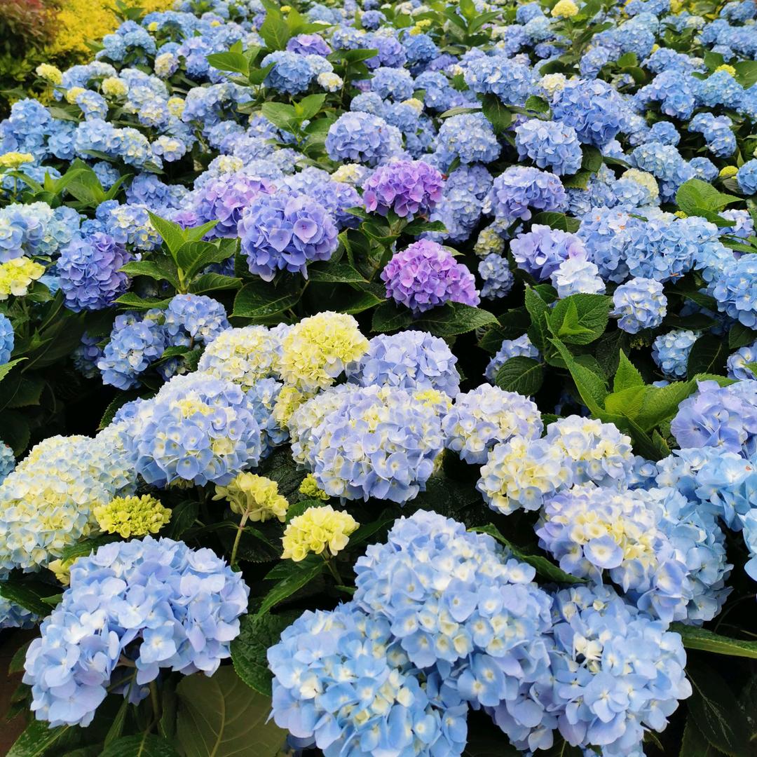 仙株花卉