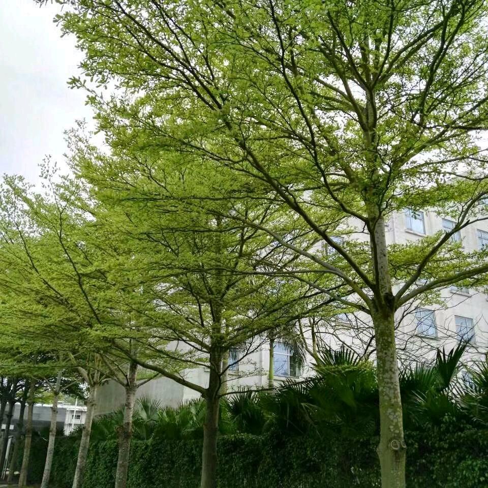 五福临门