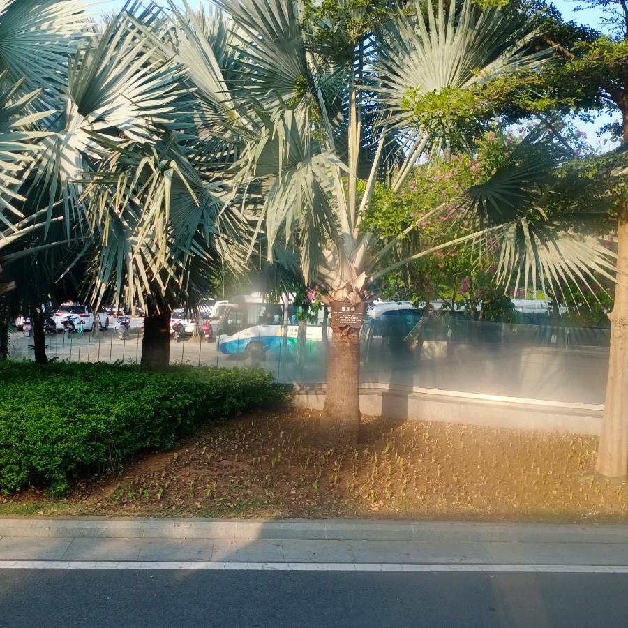 红成影视