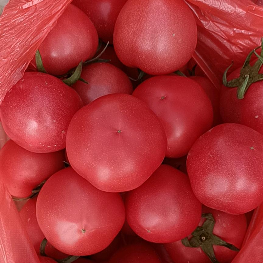 太谷🍅西红柿🍅代收燕子