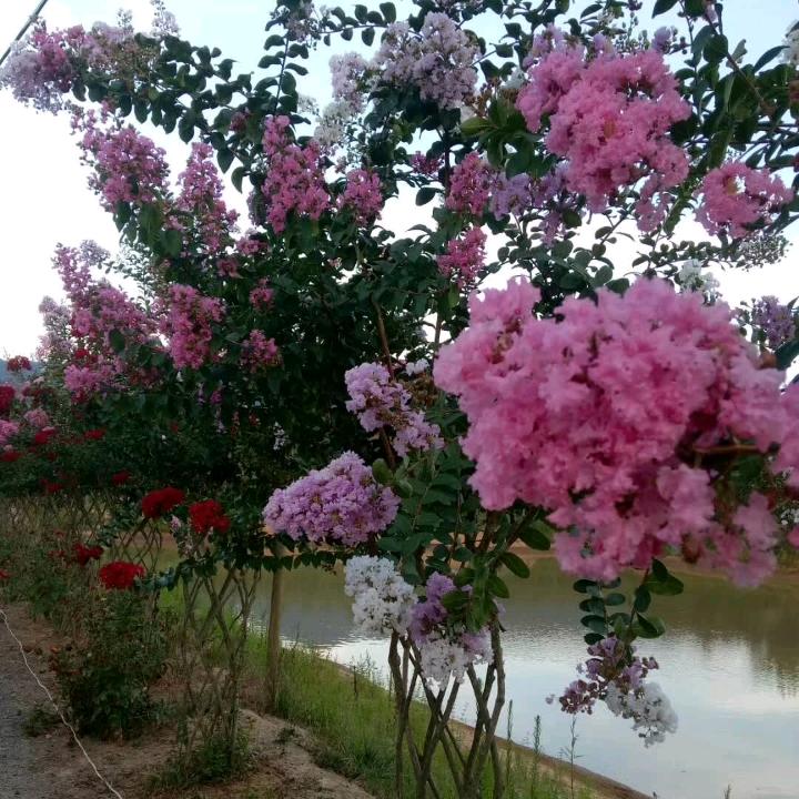 花花世界我的家
