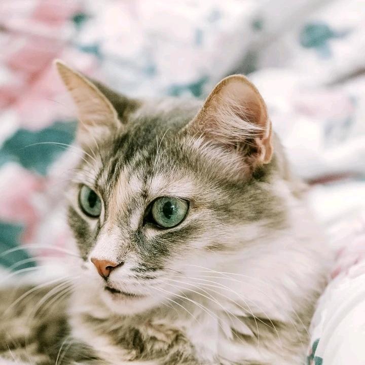 雄鹰
