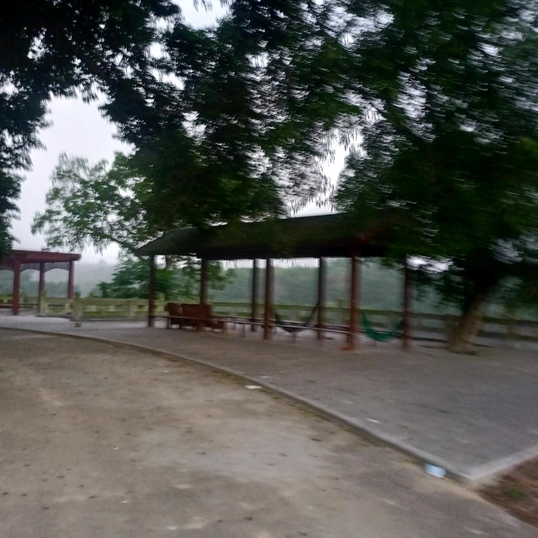 古树