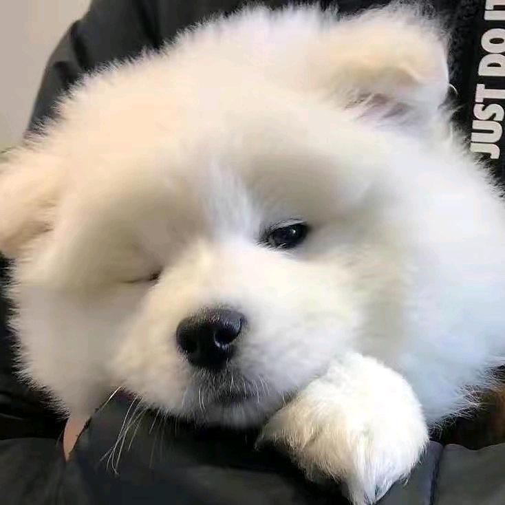 会飞