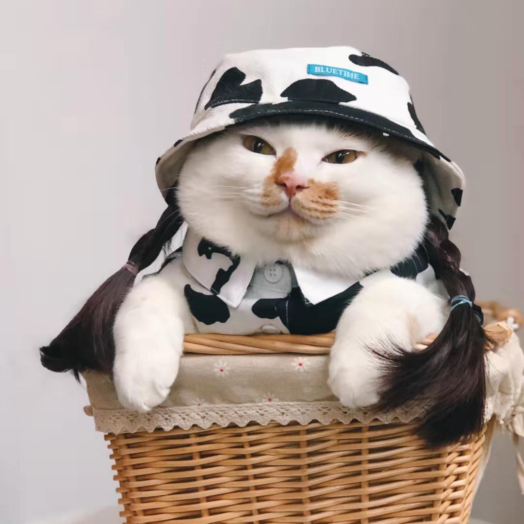 木子与猫