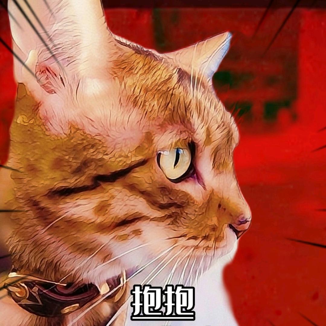 孟加拉豹猫抱抱