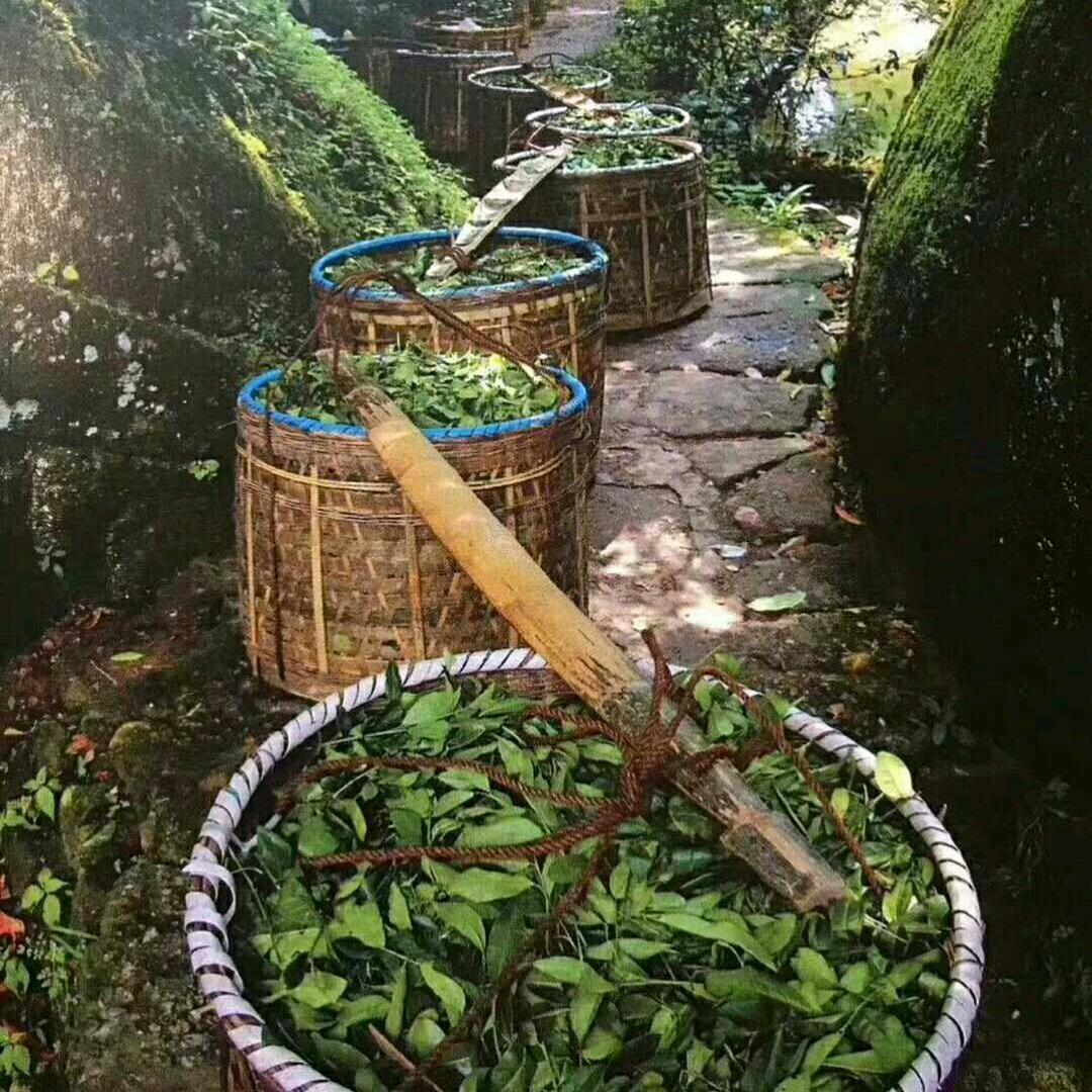 歌星茗茶