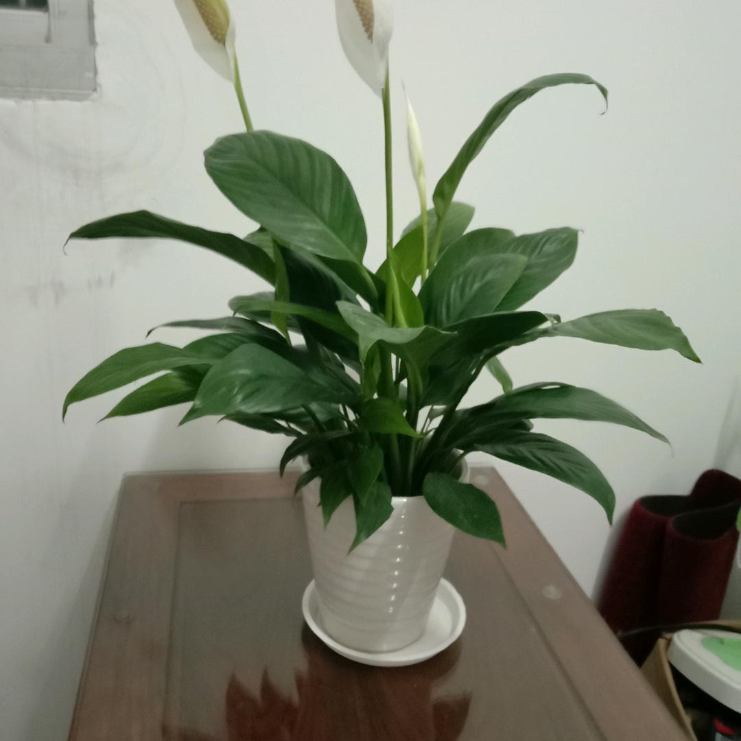 香香