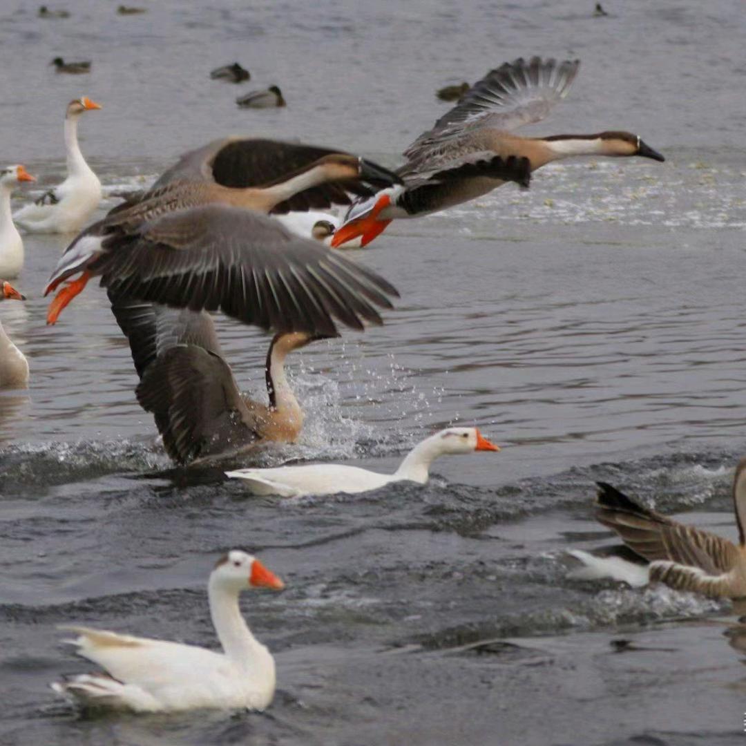 大别山农副产品