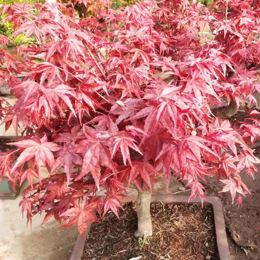 月馨花卉种业