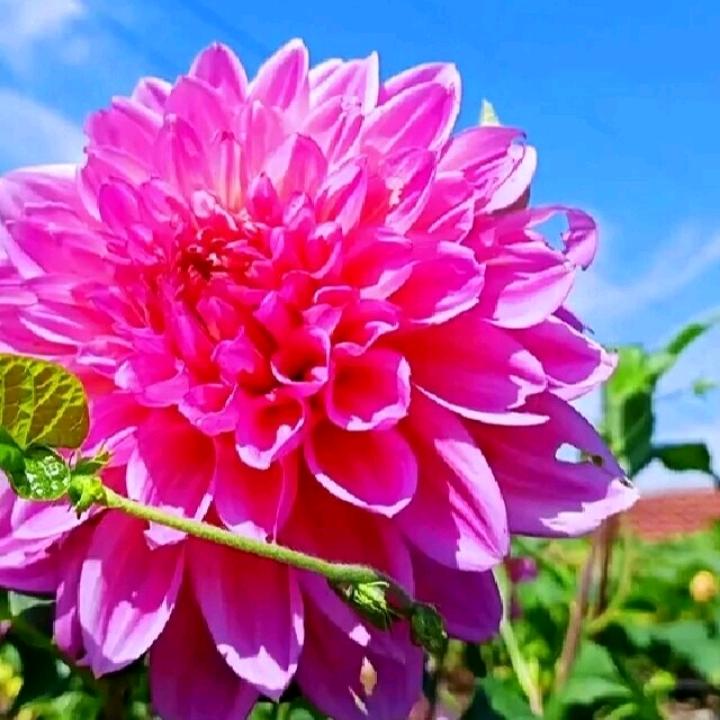 思乡