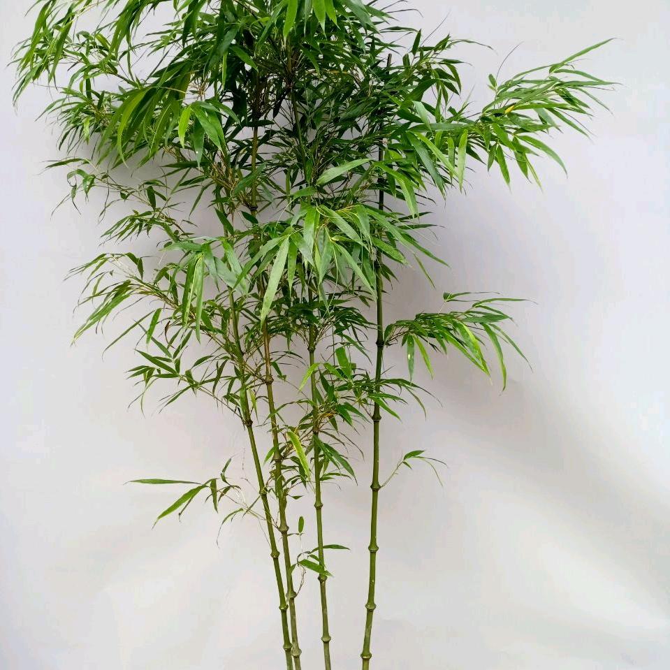 筇竹之韵