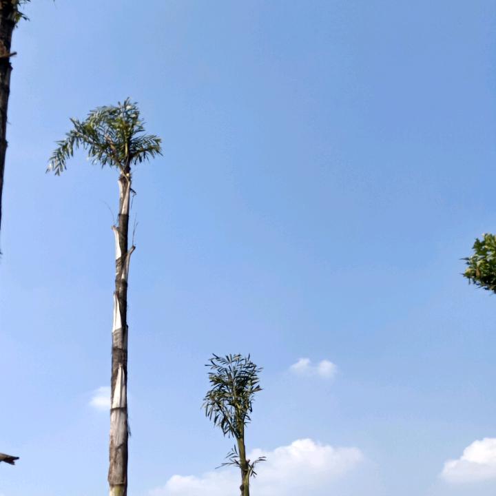 傻瓜一枚