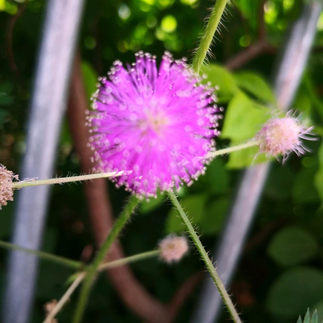 向日葵（首播筹备中）
