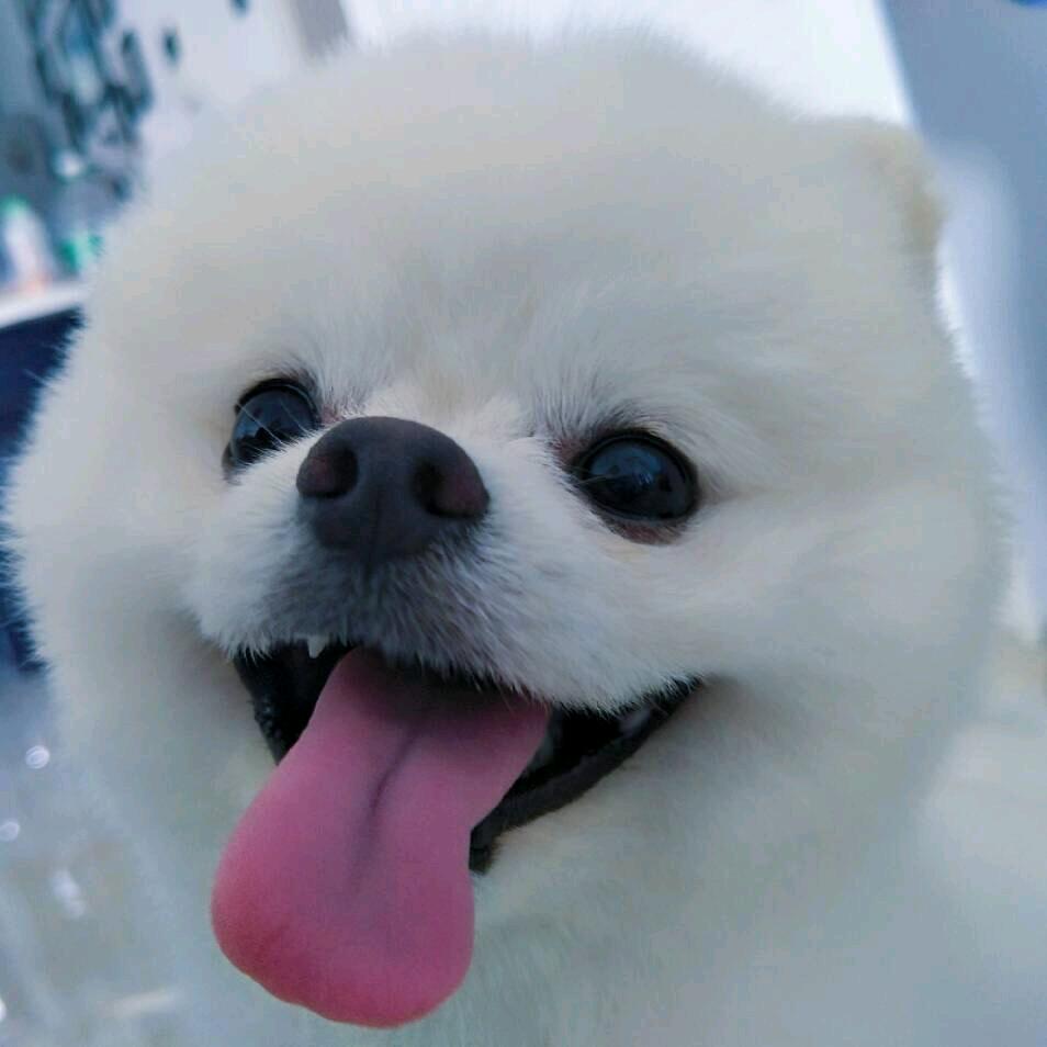 张轩小豪豪