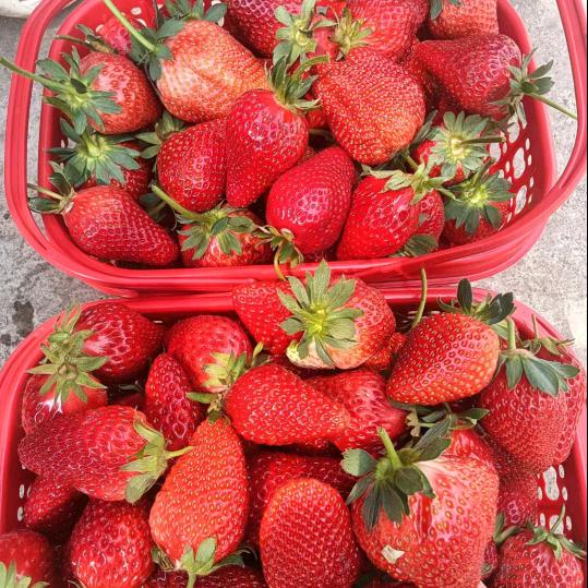 时间不是天天有