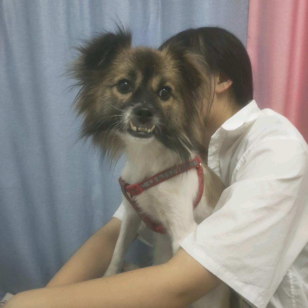 爱吃狮子头的小可爱